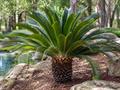 معرفی گیاه سیکاس ژاپنی (ساگو پالم) (Japanese Sago Palm)  - Cycas giappone